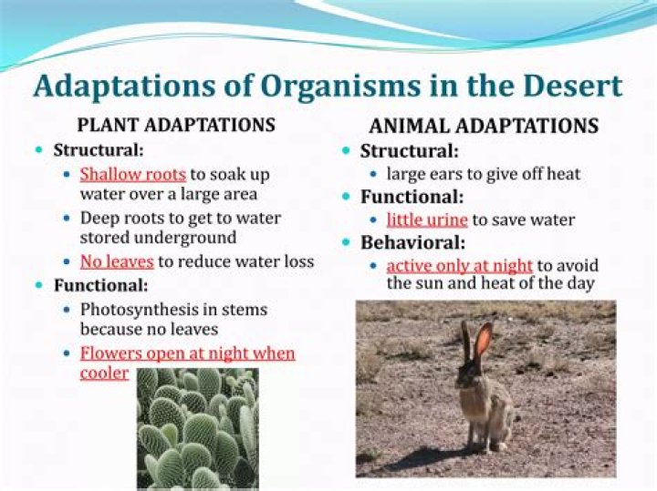How adaptation effects can be helpful in the study of visual processes?