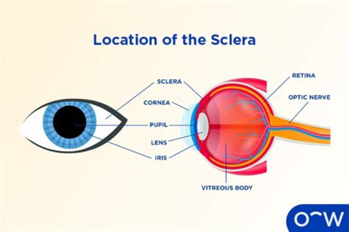 Where does the cornea meet the sclera?