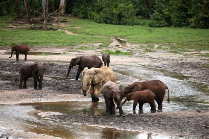 Why do elephants like mud baths?